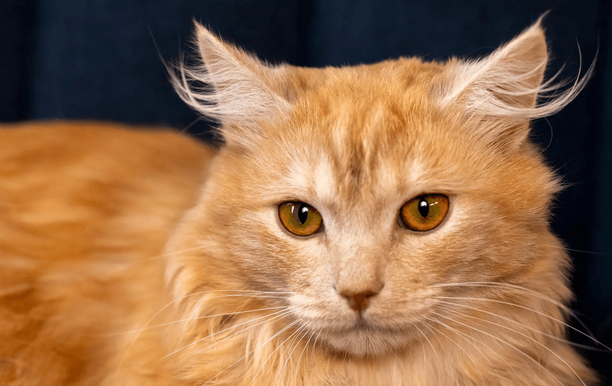 Lynx