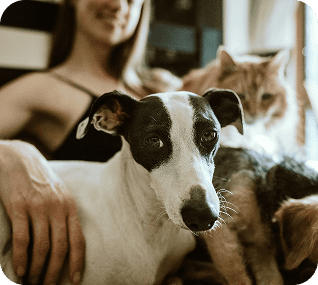 Dogs playing together